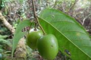 <strong>Aceratium oppositifolium - Gâteblé Gildas - 307</strong><br />© Gâteblé Gildas
